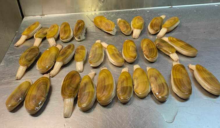 clams200