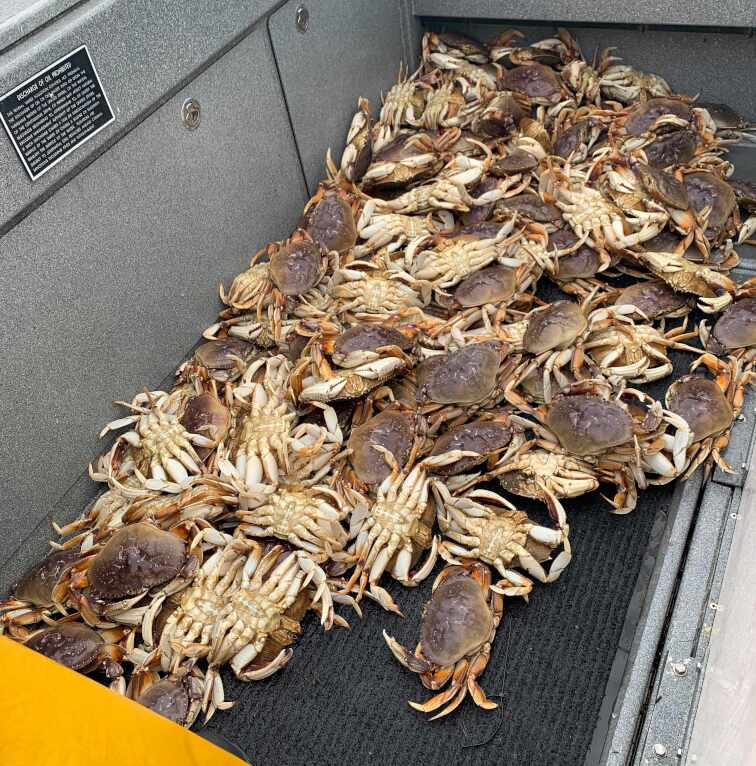 crab201
